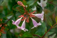 Abelia x grandiflora - Glossy Abelia