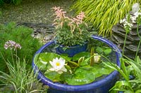 Blue glazed container pond with Nymphaea - Lily pads.