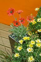 Yellow Osteospermum and red Gazania in container against orange painted wall. 