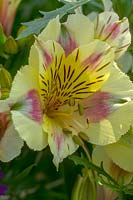 Alstroemeria 'Suzanna' - Peruvian Lily 