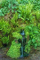 Small water feature surrounded with Ferns. 