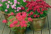 Late summer containers with Chrysanthemum 'Gala',  Chrysanthemum 'Foxtrot' and Pelargonium 'Evka'. 