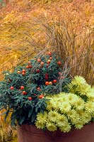 autumnal container planting scheme with grasses, Solanum pseudocapsicum and Chrysanthemum.  
