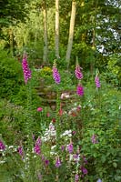 Digitalis purpurea - Foxgloves - in informal valley garden. 