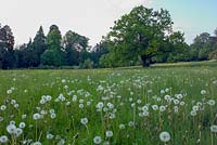 Meadow with Quercus - Oak tree and dandelion seedheads
