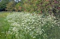 Anthriscus sylvestris - Cow Parsley growing at edge of wild flower meadow. 