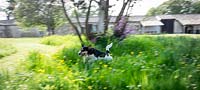 Jack Russell Dog running in garden