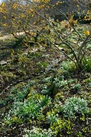 Ditch garden with snowdrops beneath Hamamelis mollis - Witch hazel, Somerset, UK. 