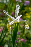 Iris orientalis - Ochreleuca