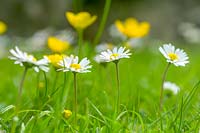 Flowering Buttercups and Daisies in lawn