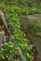 Ranunculus ficaria - Lesser Celandine - growing around gravestone. 
