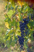 Vitis - grape vine. Northern Tuscany, Italy. 