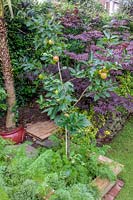 Young Apple tree - Malus 'Scrumptious' - in small garden. 

