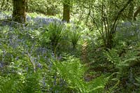 
Bluebell woods in dappled morning sunshine
Priors Wood, Somerset