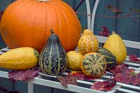 Pumpkins and Gourds in autumnal halloween scene displayed on an elegant metal bench