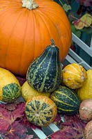 Pumpkins and Gourds arranged in an autumnal scene