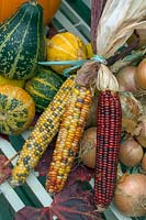 Ornamental sweetcorn, onions and Gourds in autumnal scene