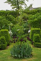 Tulipa 'Queen of the Night' in parterre herb garden with box hedging, Wiltshire, UK 