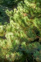 Pinus contorta - Beech Pine