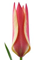 Tulipa clusiana 'Sheila' - Tulip 'Sheila'