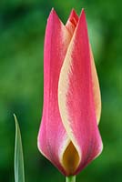 Tulipa clusiana 'Sheila'  - Tulip  'Sheila'