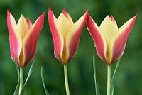 Tulipa clusiana 'Sheila' - Tulip 'Sheila'
