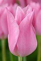 Tulipa  'Mariette' - Tulip Lily-flowered Group  