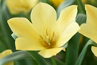 Tulipa linifolia Batalinii Group 'Apricot Jewel' - Tulip 'Apricot Jewel'