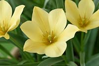 Tulipa linifolia Batalinii Group 'Apricot Jewel' - Tulip 'Apricot Jewel'

