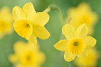 Narcissus 'More and More' - Jonquil daffodil 'More and More'