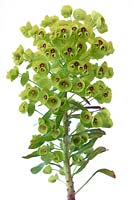 Euphorbia x martini -  Martin's spurge  