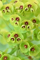 Euphorbia x martini - Martin's spurge  