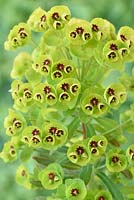 Euphorbia x martini - Martin's spurge 