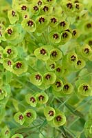 Euphorbia x martini - Martin's spurge 