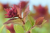 Spiraea  Sparkling Champagne 'Lonspi'  - stem with new growth of leaves and
 buds  