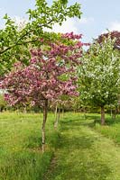 Malus 'Indian Magic' and 'Hupehensis' blossom - Crab apple trees. 