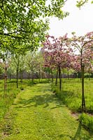 Malus 'Hillieri' and 'Indian Magic' - Crab apple trees in blossom. 