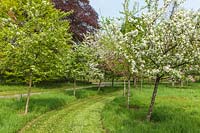 Malus 'Donald Wyman', 'Crimson Brilliant' and 'Butterball' - Crab apple trees in blossom.