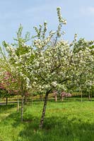 Malus 'Donald Wyman', 'Crimson Brilliant' and 'Butterball' - Crab apple trees in blossom.
