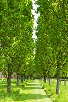 Avenue of Quercus robur 'Fastigiata' 