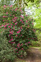 Rhododendron 'Cynthia'. 
