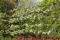 Malus transitoria in blossom - pleached Crabapple trees