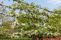 Malus transitoria in blossom - pleached Crabapple trees.