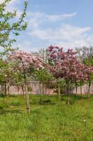 Malus x scheideckeri 'Hillieri' and Malus 'Indian Magic'. Crabapple trees in blossom. 