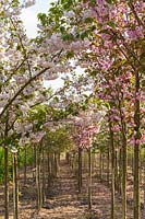 Rows of Prunus - flowering cherry trees growing in nursery. 