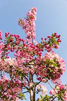 Malus 'Hillieri' - Crab apple tree blossom