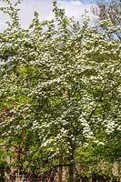 Crataegus laevigata 'Plena' - Hawthorn blossom