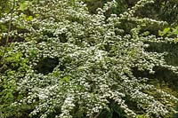 Crataegus laevigata 'Plena' - Hawthorn blossom