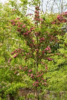 Crataegus laevigata 'Paul's Scarlet' - Hawthorn blossom