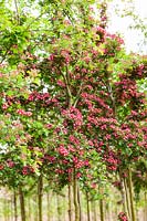Crataegus laevigata 'Crimson Cloud' - Hawthorn blossom
